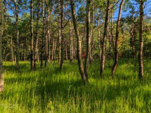 Landscape Photograph West Rosebud - Aspens, Green Grass and Shadows - ABW