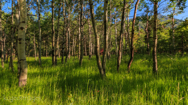 Landscape Photograph West Rosebud - Aspens, Green Grass and Shadows - ABW