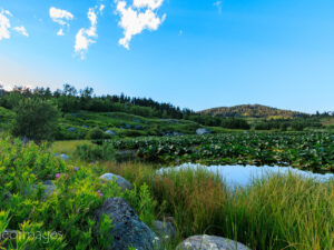 Landscape Photograph West Rosebud - Lilly Pads - ABW