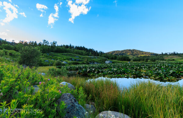 Landscape Photograph West Rosebud - Lilly Pads - ABW