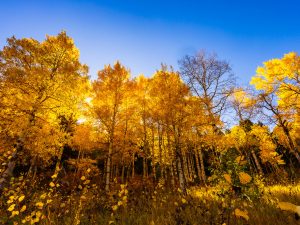 Landscape Photograph Autumn---Gallatin-Range