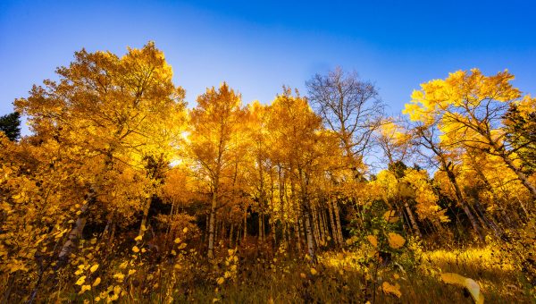 Landscape Photograph Autumn---Gallatin-Range