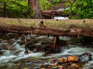 Landscape Photograph Yellowstone National Park - "Tree Bridge."