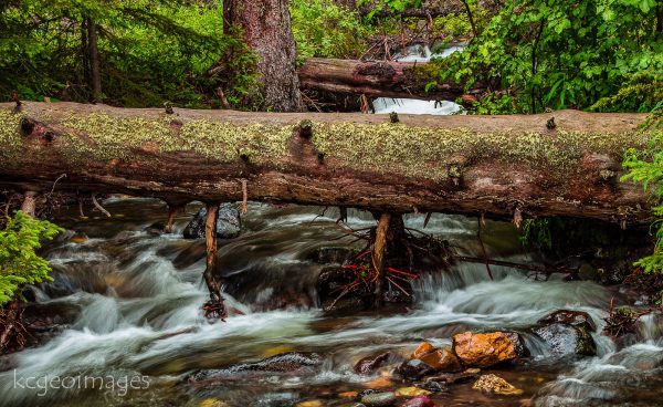 Landscape Photograph Yellowstone National Park - "Tree Bridge."