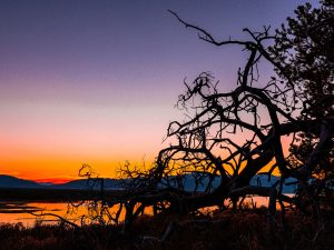 Landscape Photograph Tree-Skeleton---Madison-Arm---Hebgen-Lake-1